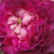 Ljubičasta  - Galska ruža  - Belle de Crécy